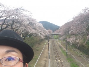 このあと出てくる三良橋からの景色。向かって左はかなり咲いています